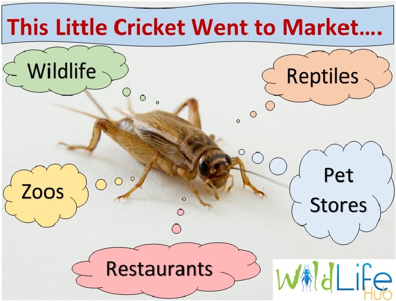 Commercial insect breeding partnership program - fast track to making money from home breeding insects