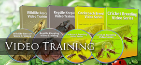 Video training tab button - insect breeding video training series with practical demonstrations