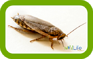 Breeding Cockroaches (Woodies) guide button - learn how to breed cockroaches for reptile feeder insects