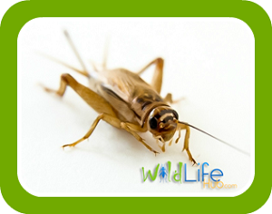 Breeding Crickets guide button - learn how to breed crickets for reptile food and commercial use