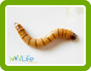 Breeding Mealworms guide button - learn how to breed mealworms for reptile and bird feed