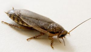 Speckled cockroach (Nauphoeta cinerea) on a white background - popular feeder cockroach species for breeding