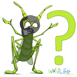 Breeding crickets frequently asked questions - cricket care, feeding, and habitat guide