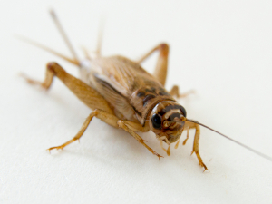 Cricket close-up from the front on a white background - house cricket anatomy for breeding identification