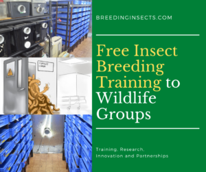Insect breeding training groups - free online courses for wildlife carers, reptile groups, and hobbyist insect breeders