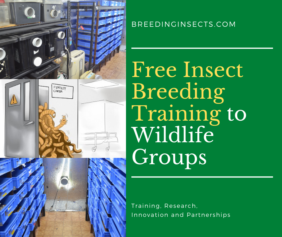 Insect breeding training groups - free mealworm and insect breeding video training for wildlife carers and reptile groups