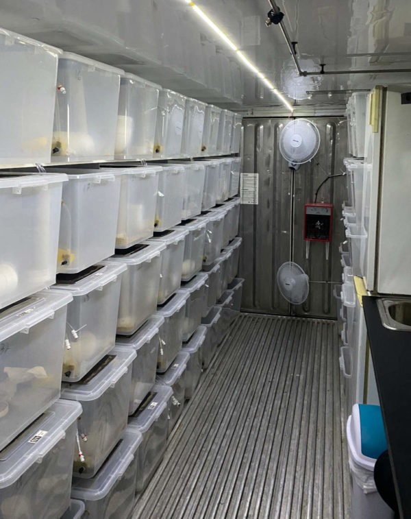 Photo of numerous white containers in a cricket farm inside a shipping container. Circulation fans visible in the aisle. Small-scale commercial cricket farming using shipping containers.