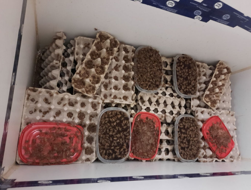 Photo of a large cricket breeder box with large amounts of crickets, and breeding trays on the top of egg cartons